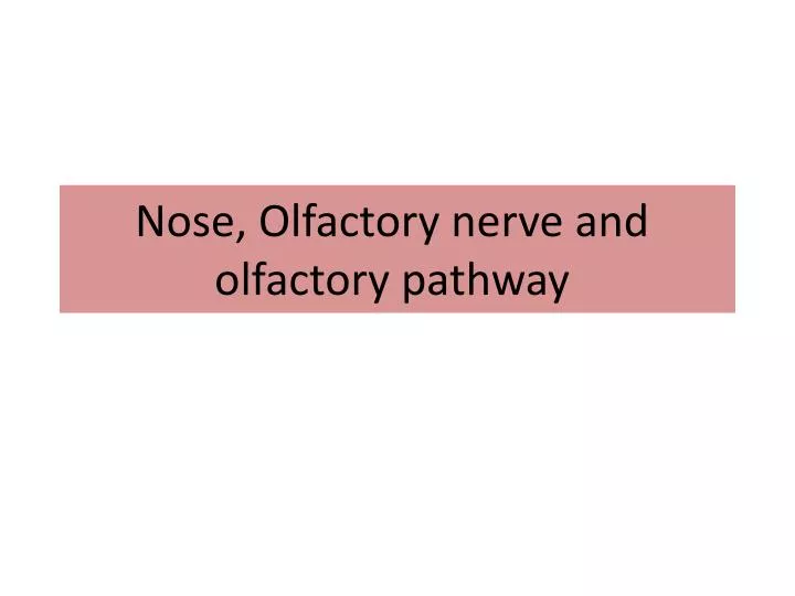 nose olfactory nerve and olfactory pathway