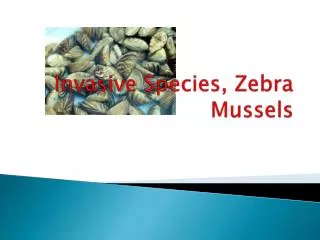 Invasive Species, Zebra Mussels