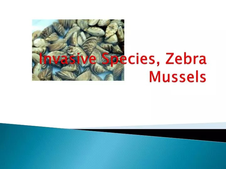 invasive species zebra mussels