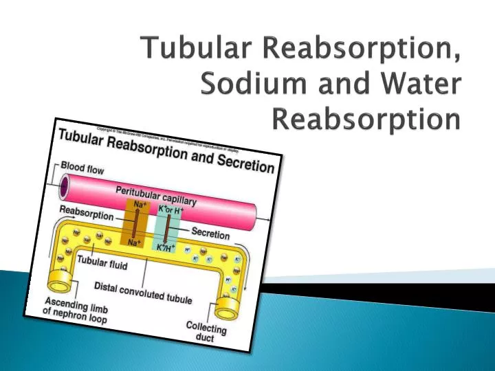 tubular reabsorption sodium and water reabsorption