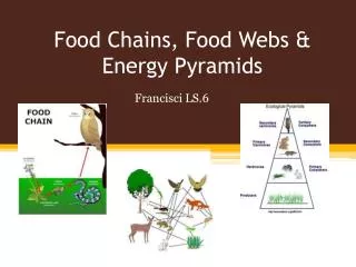 Food Chains, Food Webs &amp; Energy Pyramids