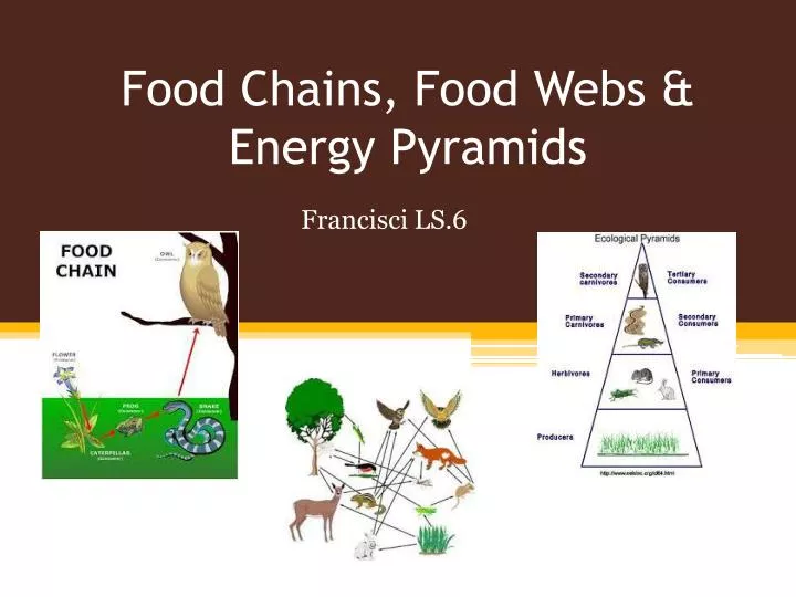 food chains food webs energy pyramids