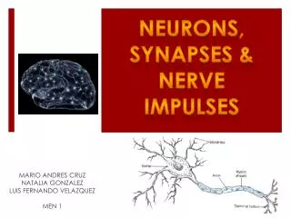 NEURONS, SYNAPSES &amp; NERVE IMPULSES