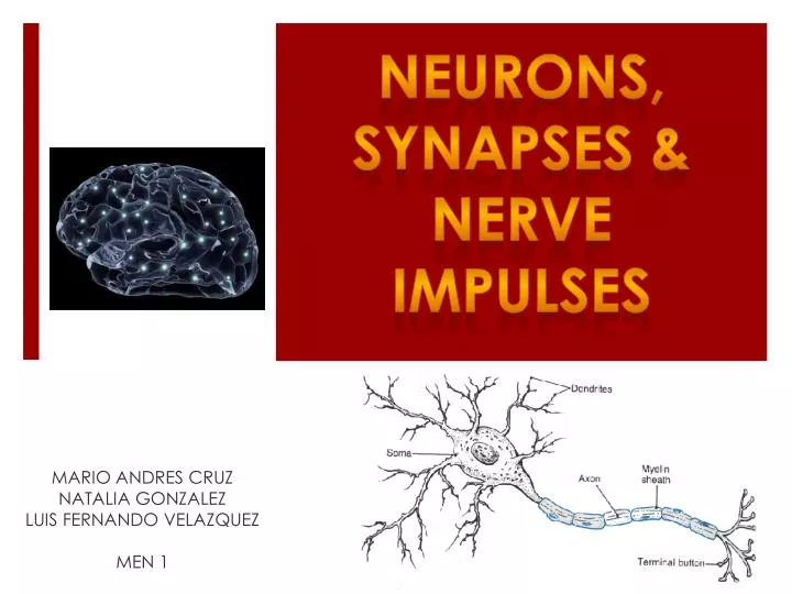 neurons synapses nerve impulses
