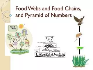 Food Webs and Food Chains, and Pyramid of Numbers