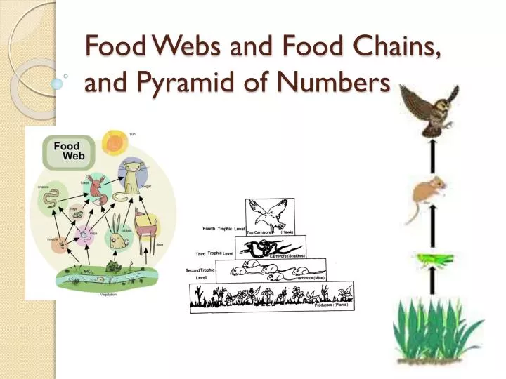 food webs and food chains and pyramid of numbers