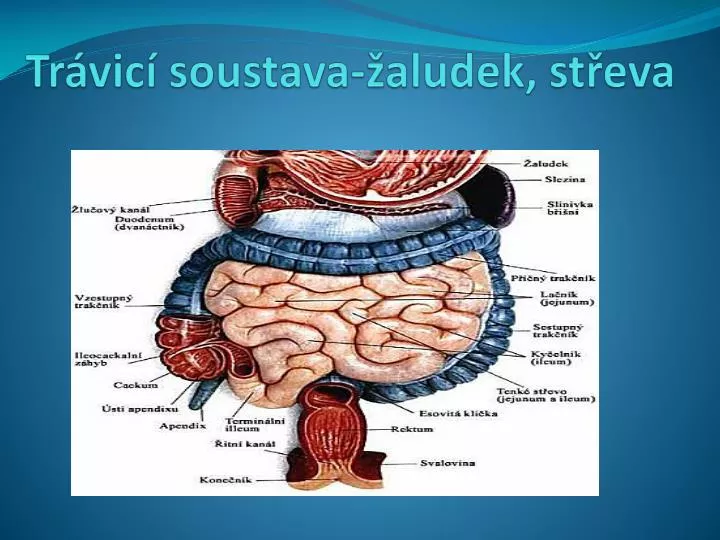 tr vic soustava aludek st eva