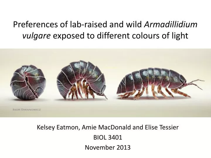 preferences of lab raised and wild armadillidium vulgare exposed to different colours of light