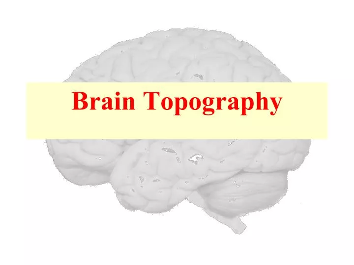 brain topography