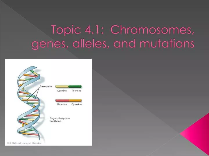 topic 4 1 chromosomes genes alleles and mutations