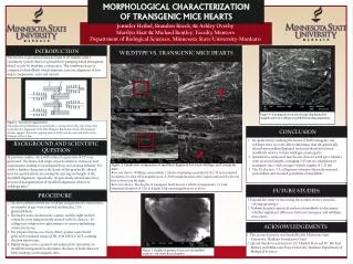 MORPHOLOGICAL CHARACTERIZATION OF TRANSGENIC MICE HEARTS