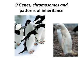 9 Genes, chromosomes and patterns of inheritance