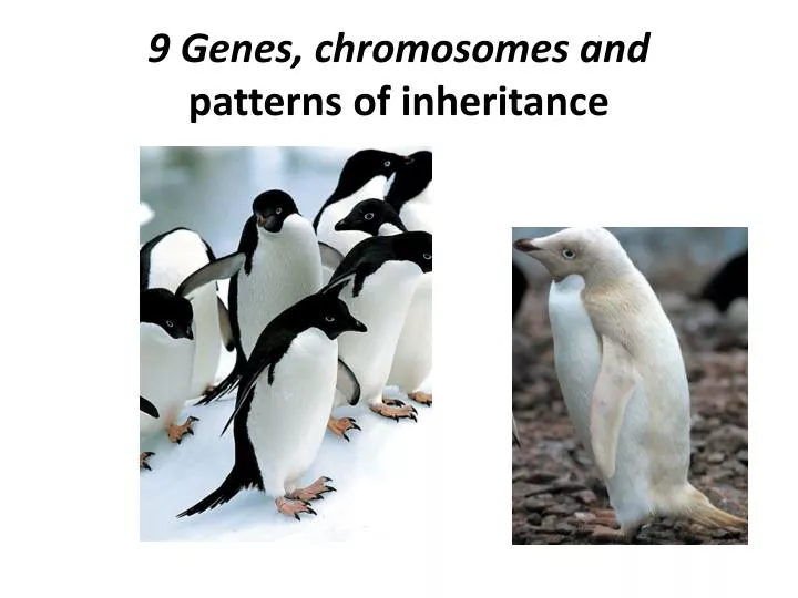9 genes chromosomes and patterns of inheritance