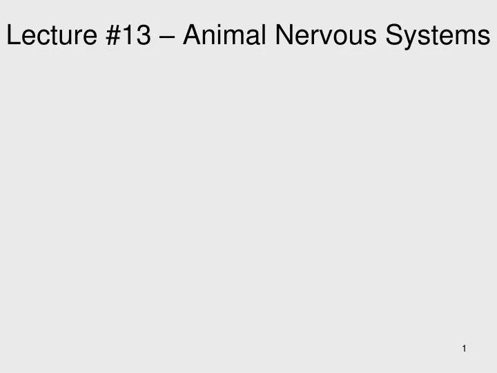 lecture 13 animal nervous systems