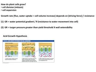 How do plant cells grow? cell division (mitosis) cell expansion