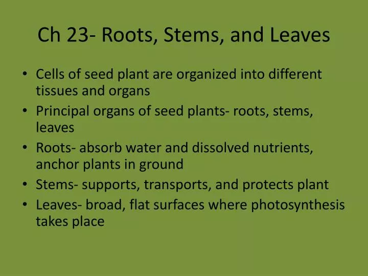ch 23 roots stems and leaves