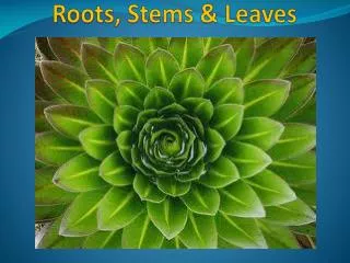 Roots, Stems &amp; Leaves