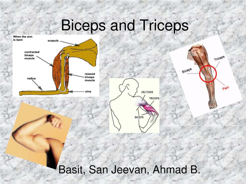 PPT - Biceps and Triceps PowerPoint Presentation, free download - ID ...