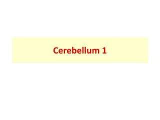 Cerebellum 1