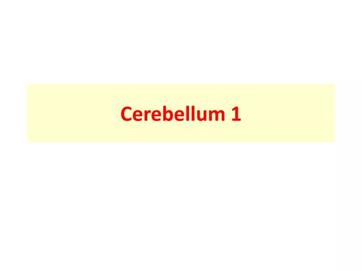 cerebellum 1