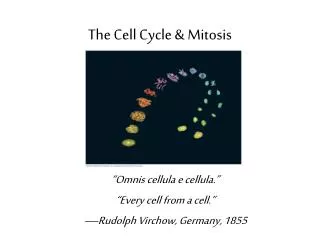 The Cell Cycle &amp; Mitosis