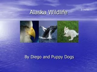 Alaska Wildlife