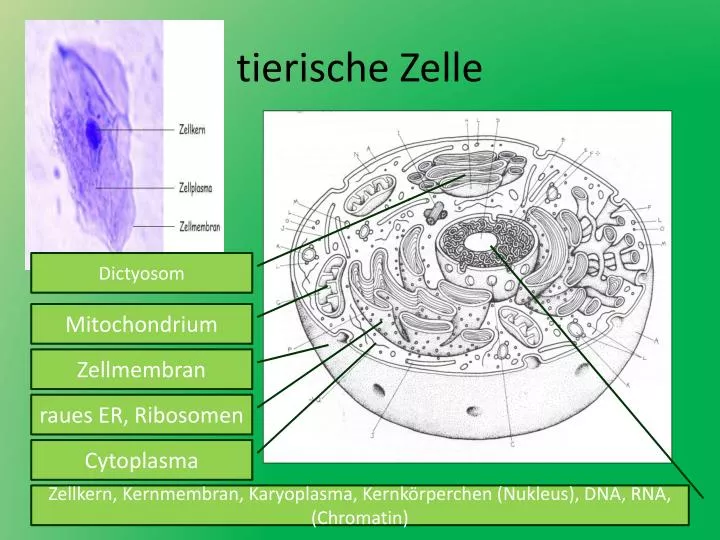 tierische zelle