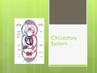 Circulatory System