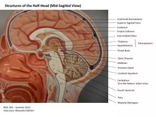 Structures of the Half-Head (Mid-Sagittal View)