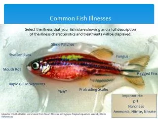Common Fish Illnesses