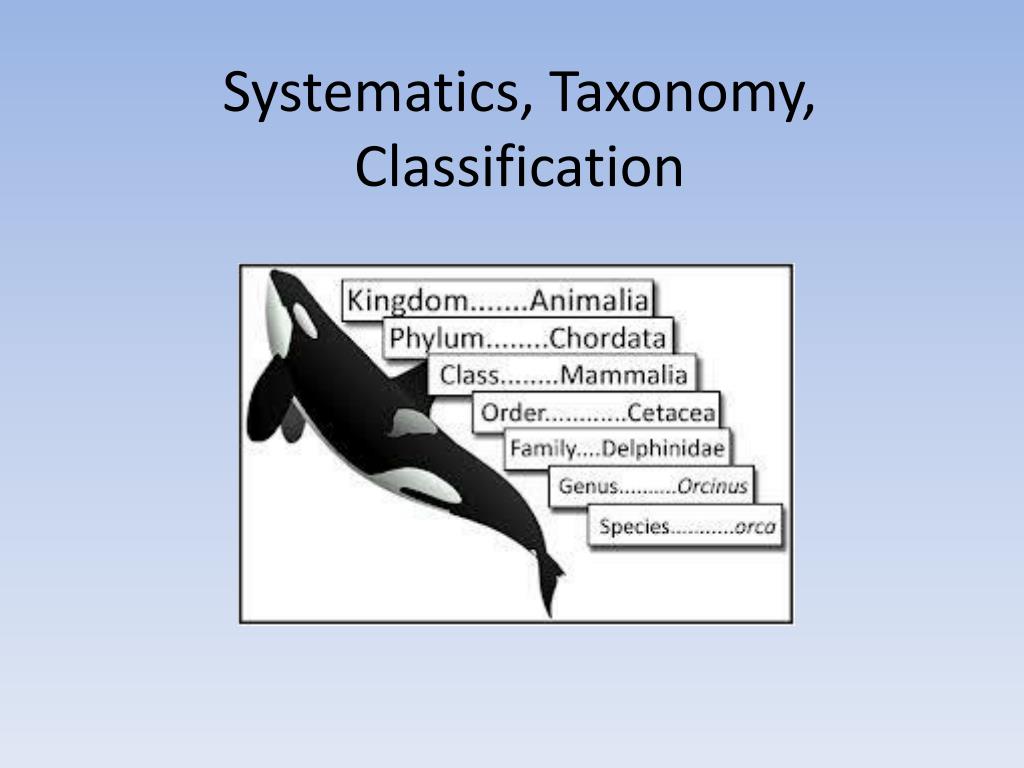PPT - Systematics , Taxonomy, Classification PowerPoint Presentation ...