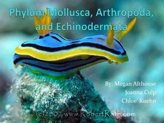 Phylum Mollusca, Arthropoda , and Echinodermata