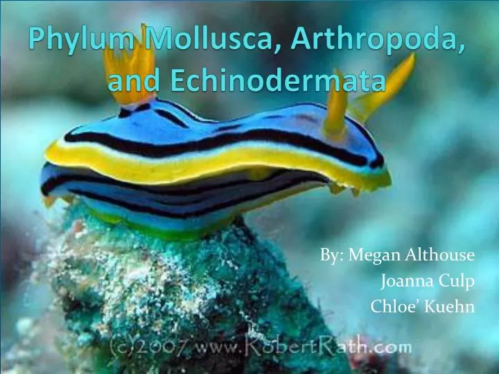 phylum mollusca arthropoda and echinodermata