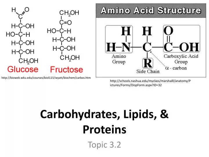 carbohydrates lipids proteins