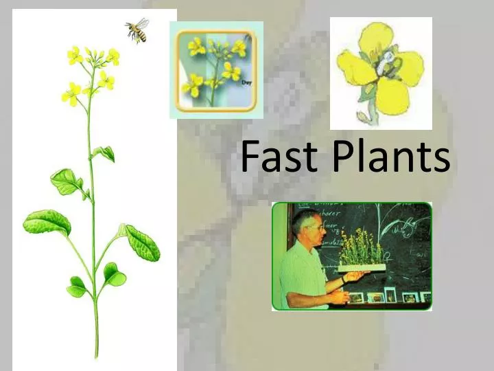fast plants