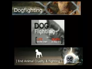 Dog Fighting needs to End!