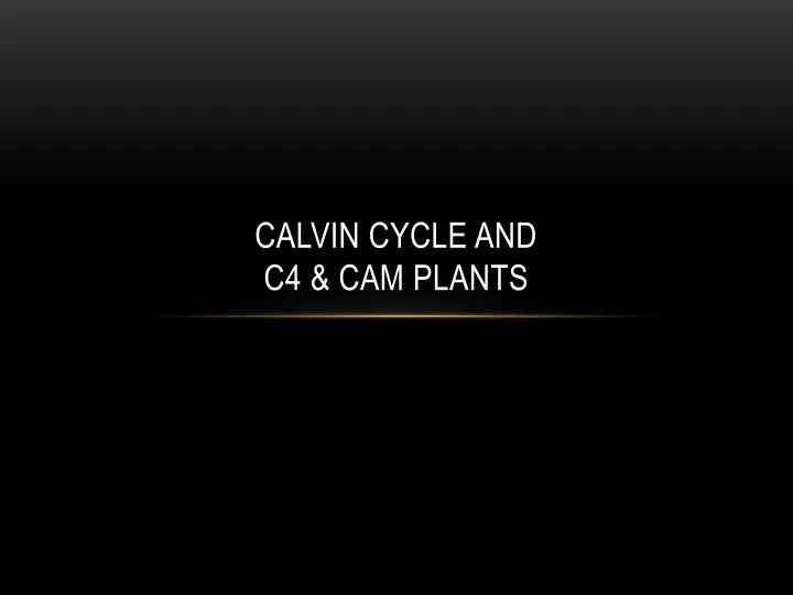 calvin cycle and c4 cam plants