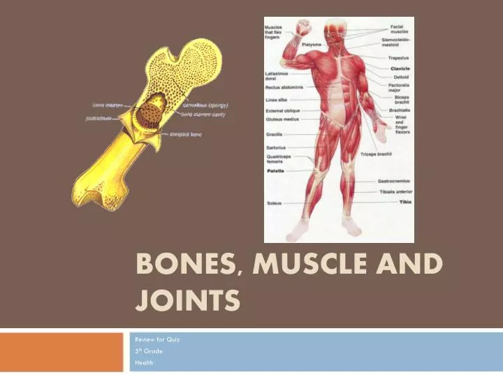 bones muscle and joints