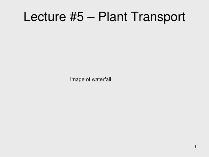 lecture 5 plant transport