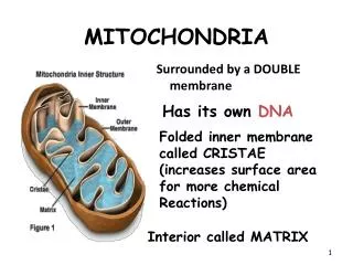 MITOCHONDRIA