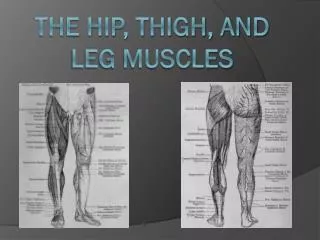 The Hip, Thigh, and Leg Muscles