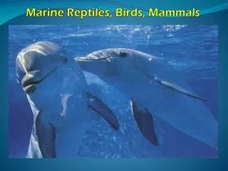 Marine Reptiles, Birds, Mammals