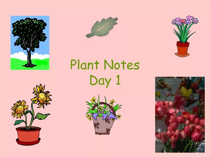 plant notes day 1