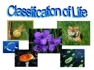 Classification of Life