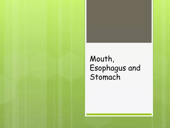 mouth esophagus and stomach