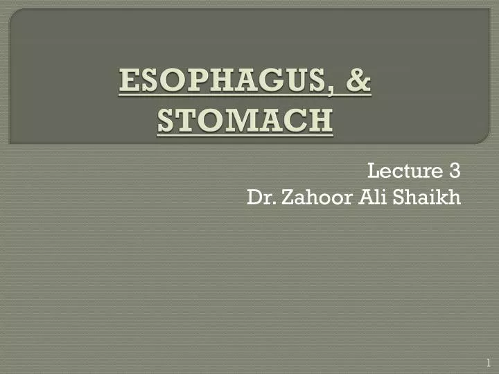 esophagus stomach