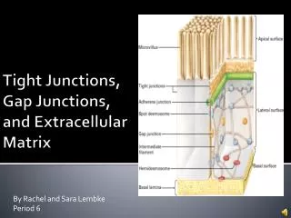 Tight Junctions, Gap Junctions, and Extracellular Matrix