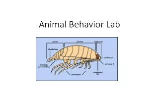 Animal Behavior Lab