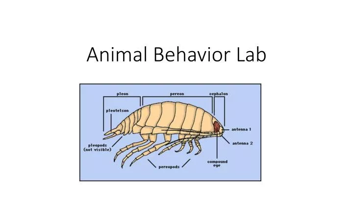 animal behavior lab
