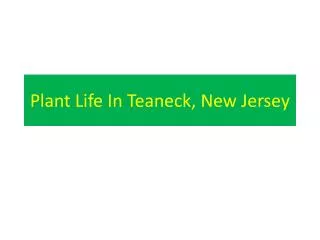 Plant Life In Teaneck, New Jersey